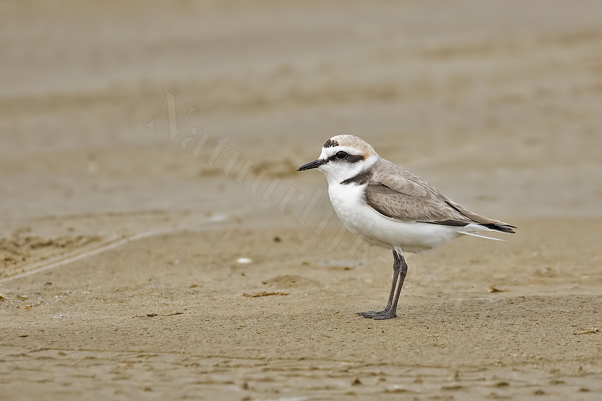 strandplevier