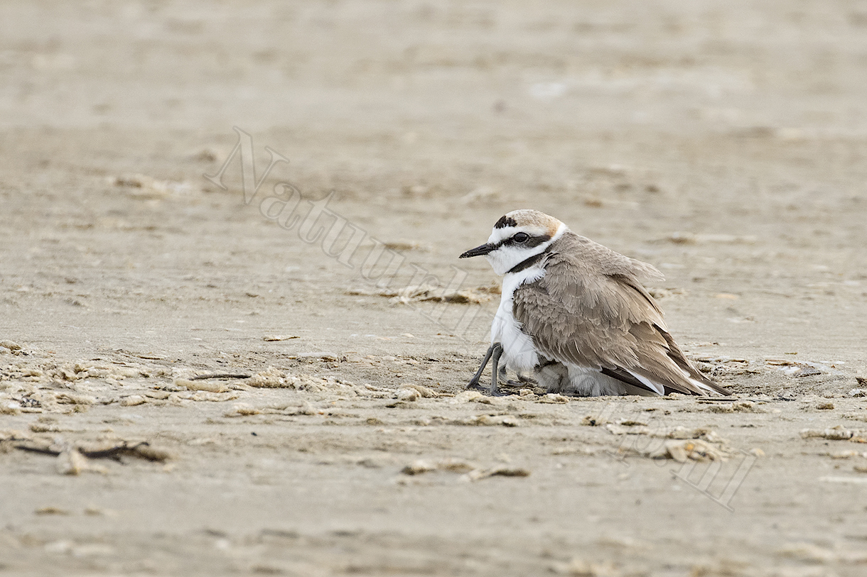 strandplevier