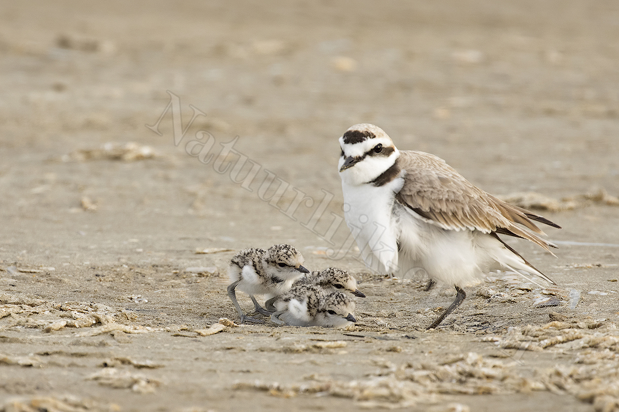 strandplevier