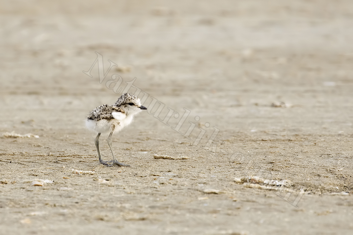 strandplevier