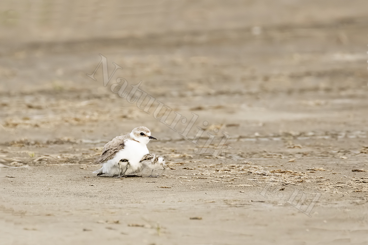strandplevier