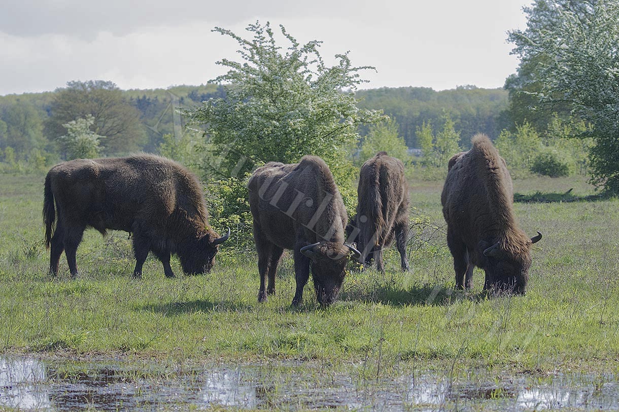 wisent